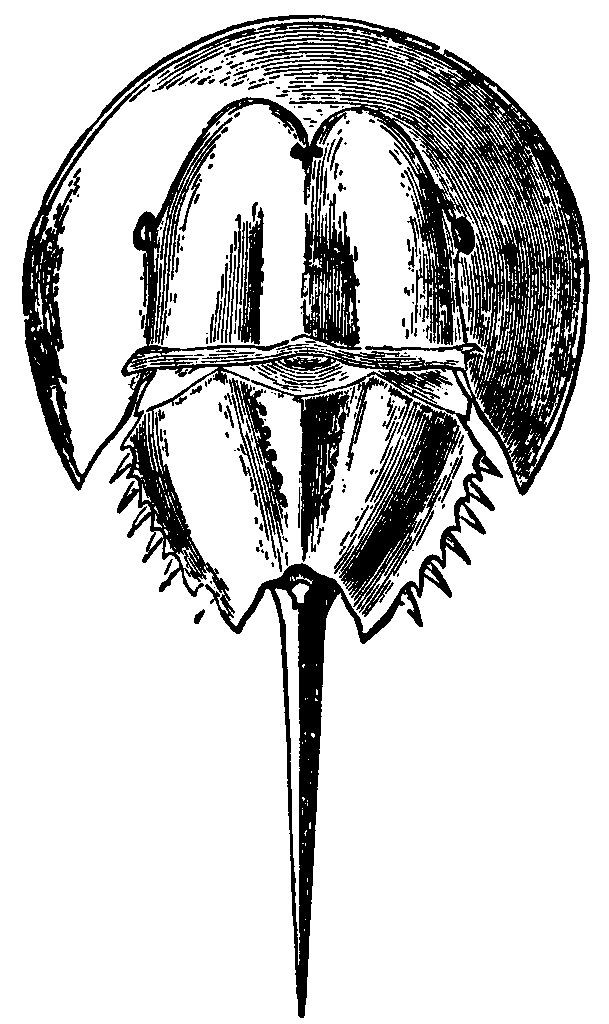 Swamp Yankee Studios